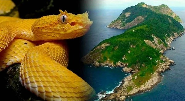 Кеймада-Гранди: бразильский остров, где на каждый квадратный метр приходится по ядовитой змее Кеймада-Гранди: бразильский остров, где на каждый квадратный метр приходится по ядовитой змее