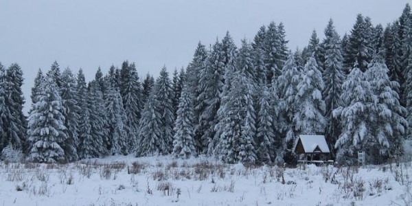 Зимние национальные парки России: где снег лежит нетронутым, а лоси выходят к дорогам