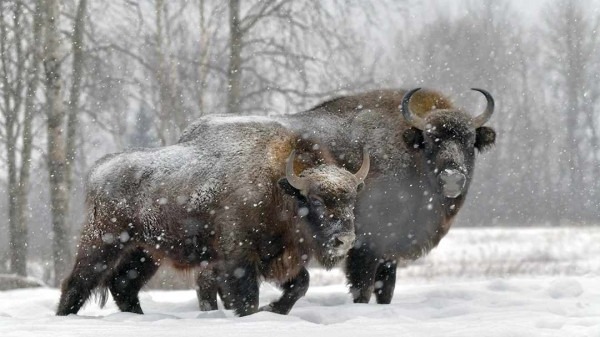 Зимние национальные парки России: где снег лежит нетронутым, а лоси выходят к дорогам