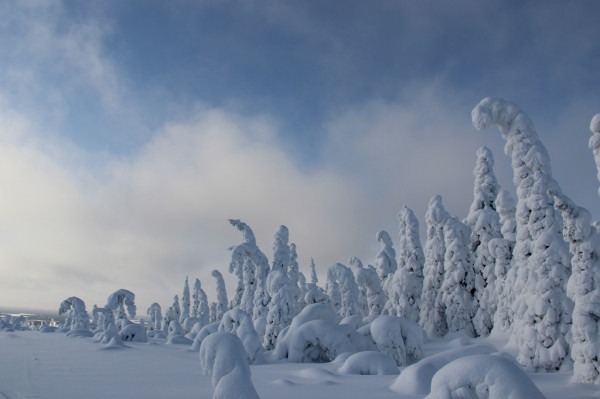 Зимние национальные парки России: где снег лежит нетронутым, а лоси выходят к дорогам