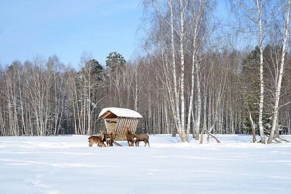 Зимние национальные парки России: где снег лежит нетронутым, а лоси выходят к дорогам