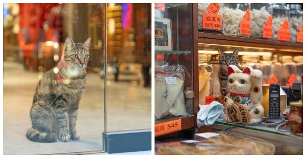 От Гонконга до Стамбула: 45 кошек, которые давно захватили эти города От Гонконга до Стамбула: 45 кошек, которые давно захватили эти города