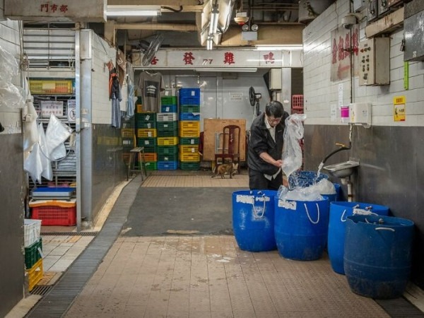 От Гонконга до Стамбула: 45 кошек, которые давно захватили эти города От Гонконга до Стамбула: 45 кошек, которые давно захватили эти города