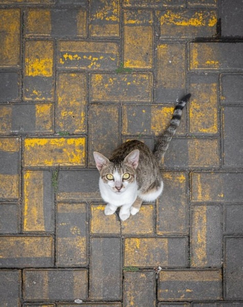 От Гонконга до Стамбула: 45 кошек, которые давно захватили эти города От Гонконга до Стамбула: 45 кошек, которые давно захватили эти города