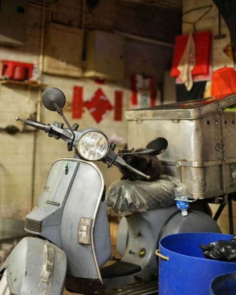 От Гонконга до Стамбула: 45 кошек, которые давно захватили эти города От Гонконга до Стамбула: 45 кошек, которые давно захватили эти города