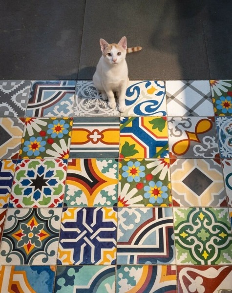 От Гонконга до Стамбула: 45 кошек, которые давно захватили эти города От Гонконга до Стамбула: 45 кошек, которые давно захватили эти города