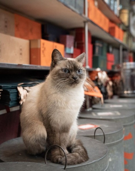 От Гонконга до Стамбула: 45 кошек, которые давно захватили эти города От Гонконга до Стамбула: 45 кошек, которые давно захватили эти города
