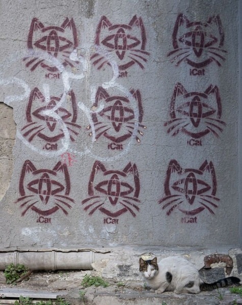 От Гонконга до Стамбула: 45 кошек, которые давно захватили эти города От Гонконга до Стамбула: 45 кошек, которые давно захватили эти города