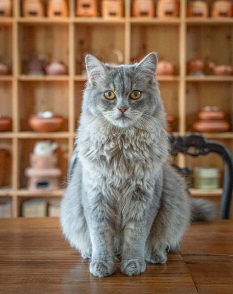 От Гонконга до Стамбула: 45 кошек, которые давно захватили эти города От Гонконга до Стамбула: 45 кошек, которые давно захватили эти города