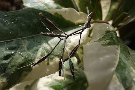 Чёрная дыра в океане: почему остров Восток выглядит как провал на спутниковых снимках Чёрная дыра в океане: почему остров Восток выглядит как провал на спутниковых снимках