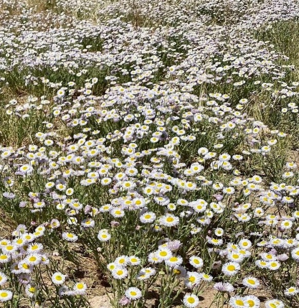 Пустыня помнит всё: 56 находок, которые она хранила годами, веками и миллионами лет