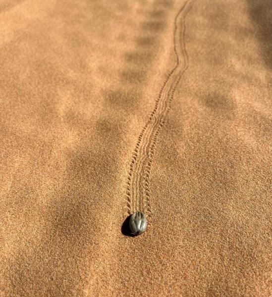 Пустыня помнит всё: 56 находок, которые она хранила годами, веками и миллионами лет