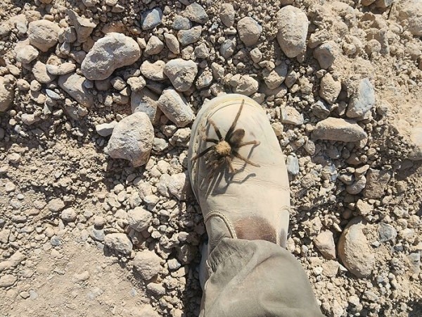 Пустыня помнит всё: 56 находок, которые она хранила годами, веками и миллионами лет