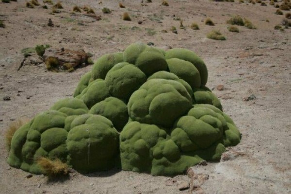 Пустыня помнит всё: 56 находок, которые она хранила годами, веками и миллионами лет