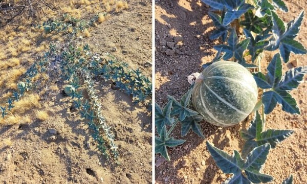 Пустыня помнит всё: 56 находок, которые она хранила годами, веками и миллионами лет