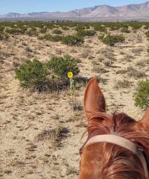 Пустыня помнит всё: 56 находок, которые она хранила годами, веками и миллионами лет