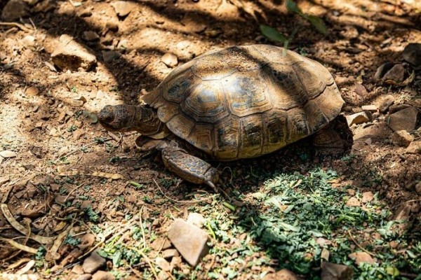 Пустыня помнит всё: 56 находок, которые она хранила годами, веками и миллионами лет