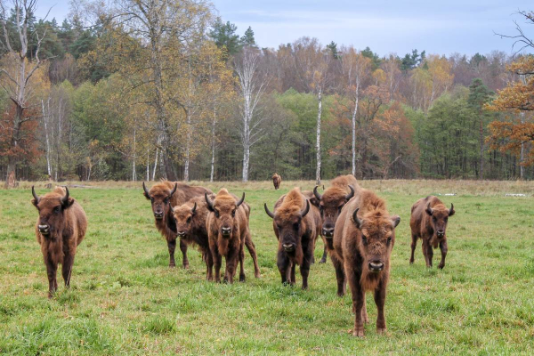 Куда поехать на машине в Подмосковье: маршруты на любой вкус